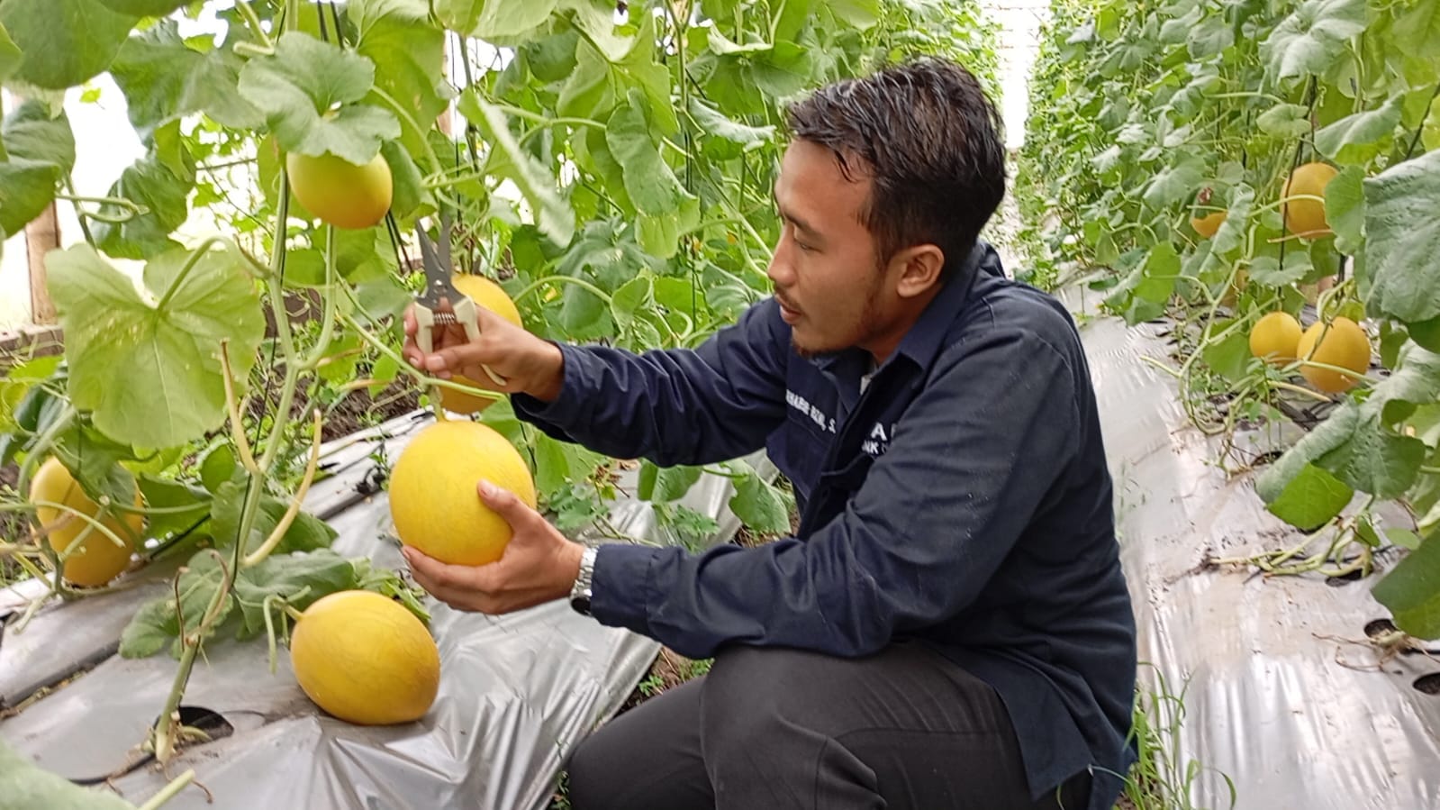 Wisata Alternatif di Wilayah Slawi, Petik Buah Melon di Agro Wisata Kalisapu