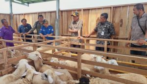 Stok Hewan Kurban di Brebes Mencukupi