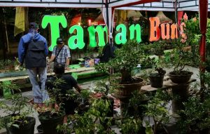 Bonsai, Karya Seni dan Investasi Menggiurkan