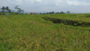 Duh, Puluhan Hektare Sawah di Paguyangan Diserang Hama Tikus