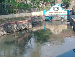 Mitos Ikan Dewa di Cenggini Tegal, Lahir Dari Dalam Kelapa Gading