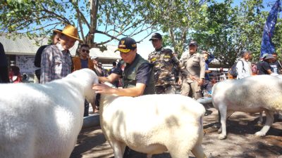 Kontes Domba-Kambing di Bumiayu Ramaikan Bulan Bakti Peternakan di Brebes