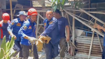 Tim Damkar Evakuasi Buaya Peliharaan Warga di Brebes