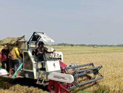 Diduga Akibat Impor Beras, Harga Gabah di Kabupaten Tegal Turun