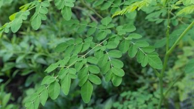 Mitos Tanaman Daun Kelor Untuk Menangkal Santet