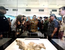 Fosil Gajah Purba Sinomastodon Bumiajuensis Dipamerkan di Museum Nasional Indonesia