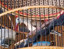 Mitos Perkutut Bisa Menangkal Santet, Ini Jenisnya
