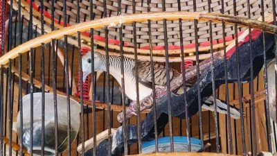 Mitos Perkutut Bisa Menangkal Santet, Ini Jenisnya