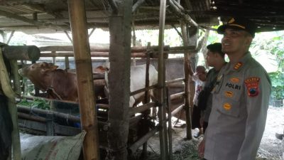 Kapolsek Paguyangan Pantau Peternakan, Pastikan Sapi Bebas PMK