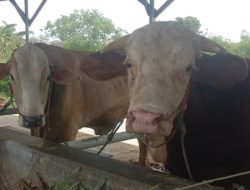Catat, 131 Sapi di Kabupaten Tegal Terinfeksi PMK