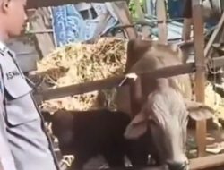 Hewan Ternak Masuk Tegal Dipantau