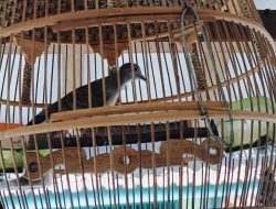 Mitos Burung Perkutut yang Tak Cocok Dipelihara, Ini Ciri-cirinya