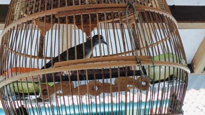 Mitos Burung Perkutut yang Tak Cocok Dipelihara, Ini Ciri-cirinya