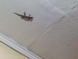Mitos Banyak Cicak di Rumah, Pertanda Banyak Mahluk Gaib