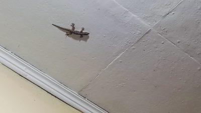Mitos Banyak Cicak di Rumah, Pertanda Banyak Mahluk Gaib