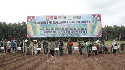 Yayasan Persada Akmil 92 Tanam Jagung, Upaya Nyata Wujudkan Ketahanan Pangan