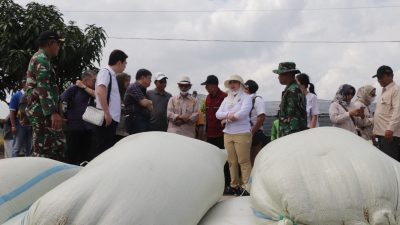 Bawa Investor ke Brebes, Wakil Ketua Komisi IV DPR RI Cek Lahan Bawang Merah