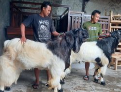 Kambing Jumbo Bobot 100 Kilogram Banyak Diminati Untuk Kurban
