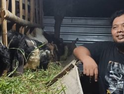 Harga Kambing Qurban di Kabupaten Tegal Naik 40 Persen