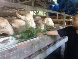 Permintaan Kambing dan Domba Diperkirakan Melonjak Sepekan Jelang Iduladha