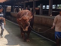 Mengenal Sapi Limousin dan Keunggulannya