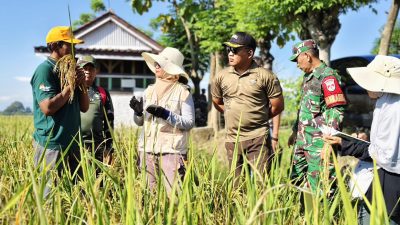 Dandim Pemalang Monitoring Panen Padi Sinar Mentari