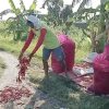 Harga Cabai Anjlok, Petani Protes Buang Hasil Panen