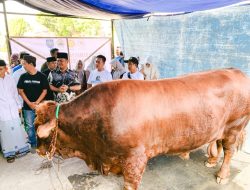 Warga Desa Prupuk Selatan Terima Sapi Kurban Seberat 1,12 Ton dari Presiden Prabowo
