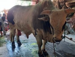 Sapi Jumbo Berbobot 1,3 Ton Milik Pengusaha Peleburan Emas Jadi Perhatian Warga Pesayangan