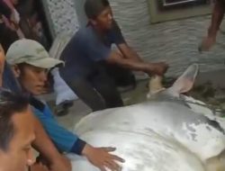 Tegang, Detik-detik Sapi Brantas Bobot 1,3 Ton Disembelih di Tegal, Nyaris Ngamuk Warga