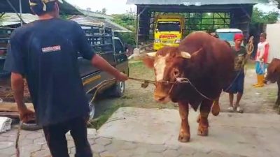 Sapi Kurban Prabowo untuk Kota Tegal Dipotong Hari Sabtu