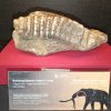 Jejak Gajah Purba di Bumiayu Brebes, Dari Sinomastodon hingga Elephas