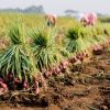 Aksi Pencurian Bawang Merah di Brebes Marak
