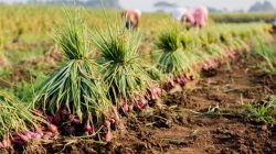 Aksi Pencurian Bawang Merah di Brebes Marak