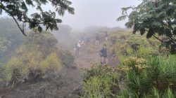 Bunga Edelweis Simbol Kekuatan, Keabadian, dan Cinta Sejati 