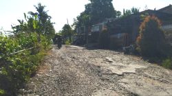Dikeluhkan Warga, Jalan Cinanas–Kalijambe di Brebes Rusak Parah Selama 15 Tahun