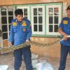 Ular Sanca Kembang Ditangkap Warga Tegal