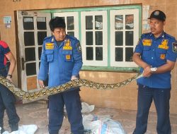 Ular Sanca Kembang Ditangkap Warga Tegal