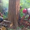 Kenapa Pohon Jati Sebelum Ditebang Harus Teresan Dulu, Ini Penjelasannya