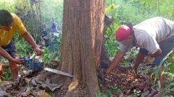 Kenapa Pohon Jati Sebelum Ditebang Harus Teresan Dulu, Ini Penjelasannya