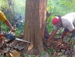 Kenapa Pohon Jati Sebelum Ditebang Harus Teresan Dulu, Ini Penjelasannya