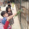 Rusa Tutul Punya Sidik Jari? Meloncat Setinggi 3 Meter dan Melompat 10 Meter