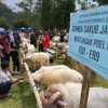 Festival Domba Sakub di Brebes, Bupati Paramitha: Bukan Sekadar Adu Gagah, Ini Potensi Ekonomi
