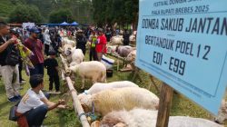 Festival Domba Sakub di Brebes, Bupati Paramitha: Bukan Sekadar Adu Gagah, Ini Potensi Ekonomi