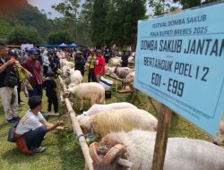 Festival Domba Sakub di Brebes, Bupati Paramitha: Bukan Sekadar Adu Gagah, Ini Potensi Ekonomi