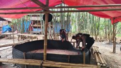 Digerebek Polisi, Pelaku Sabung Ayam di Brebes Kabur