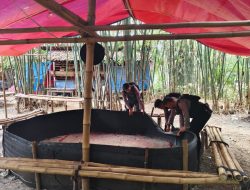 Digerebek Polisi, Pelaku Sabung Ayam di Brebes Kabur