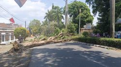 Pohon Tumbang di depan Rumdin Wakil Bupati Tegal, DPRD Minta Inventaris Pohon Rapuh di Tepi Jalan