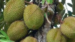 Tanam Pohon Durian di Pesisir, Ini Jenis Bibit yang Cocok