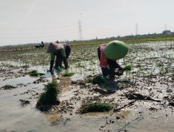 Poktan Maju Makmur Tanam Padi Seluas 50 Hektar di Musim Kemarau